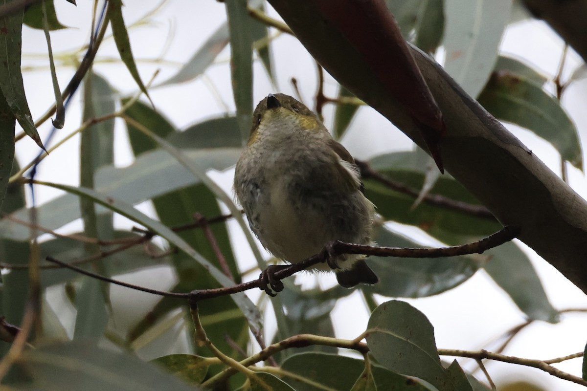 Forty-spotted Pardalote - ML637766998