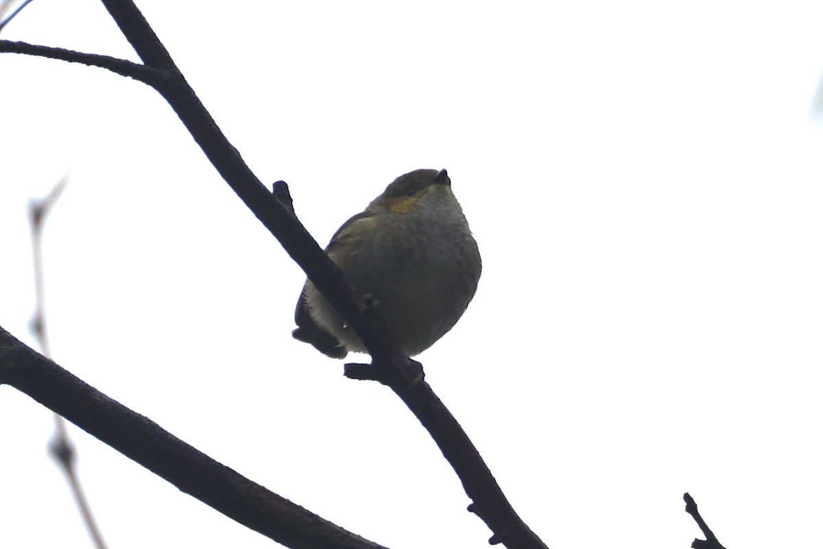 Forty-spotted Pardalote - ML637766999