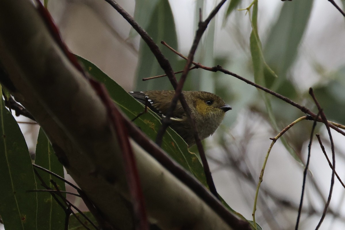 Forty-spotted Pardalote - ML637767000