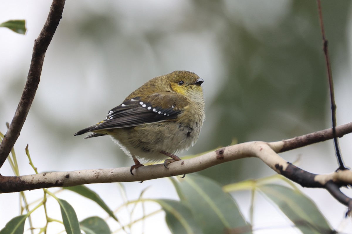 Forty-spotted Pardalote - ML637767001