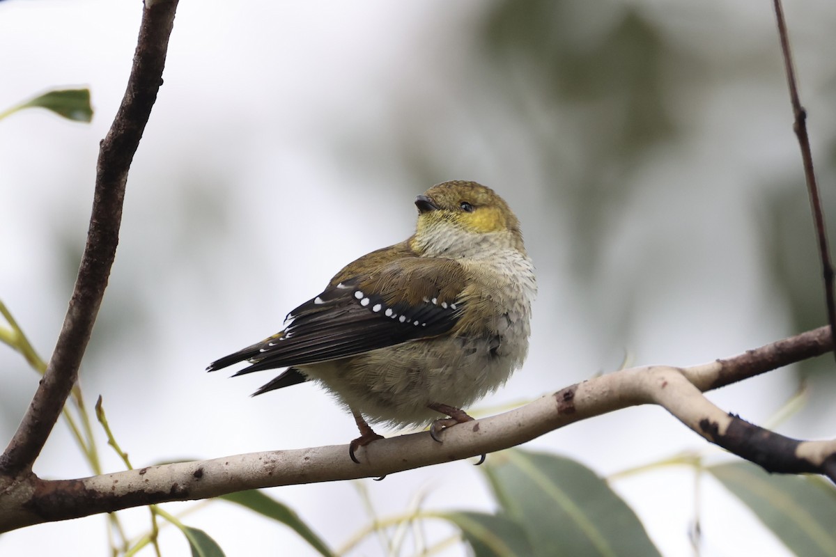 Forty-spotted Pardalote - ML637767002