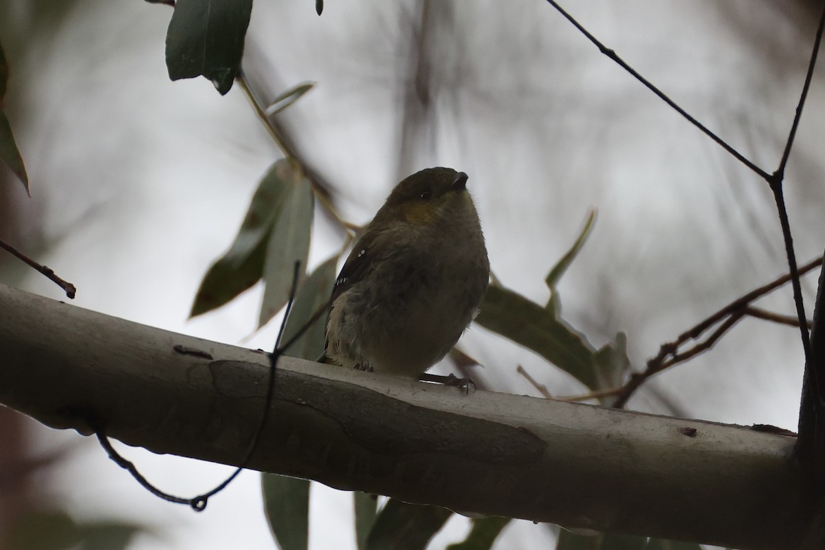 Forty-spotted Pardalote - ML637767003