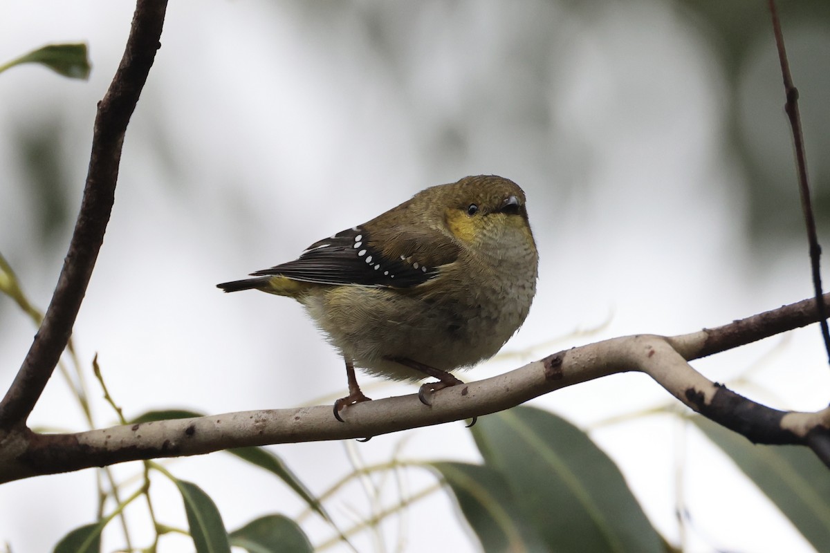 Forty-spotted Pardalote - ML637767004