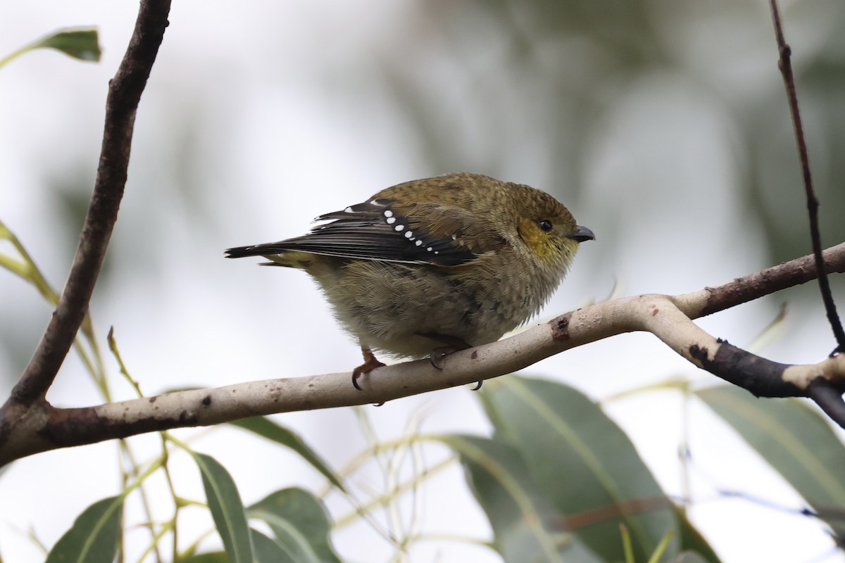 Forty-spotted Pardalote - ML637767005