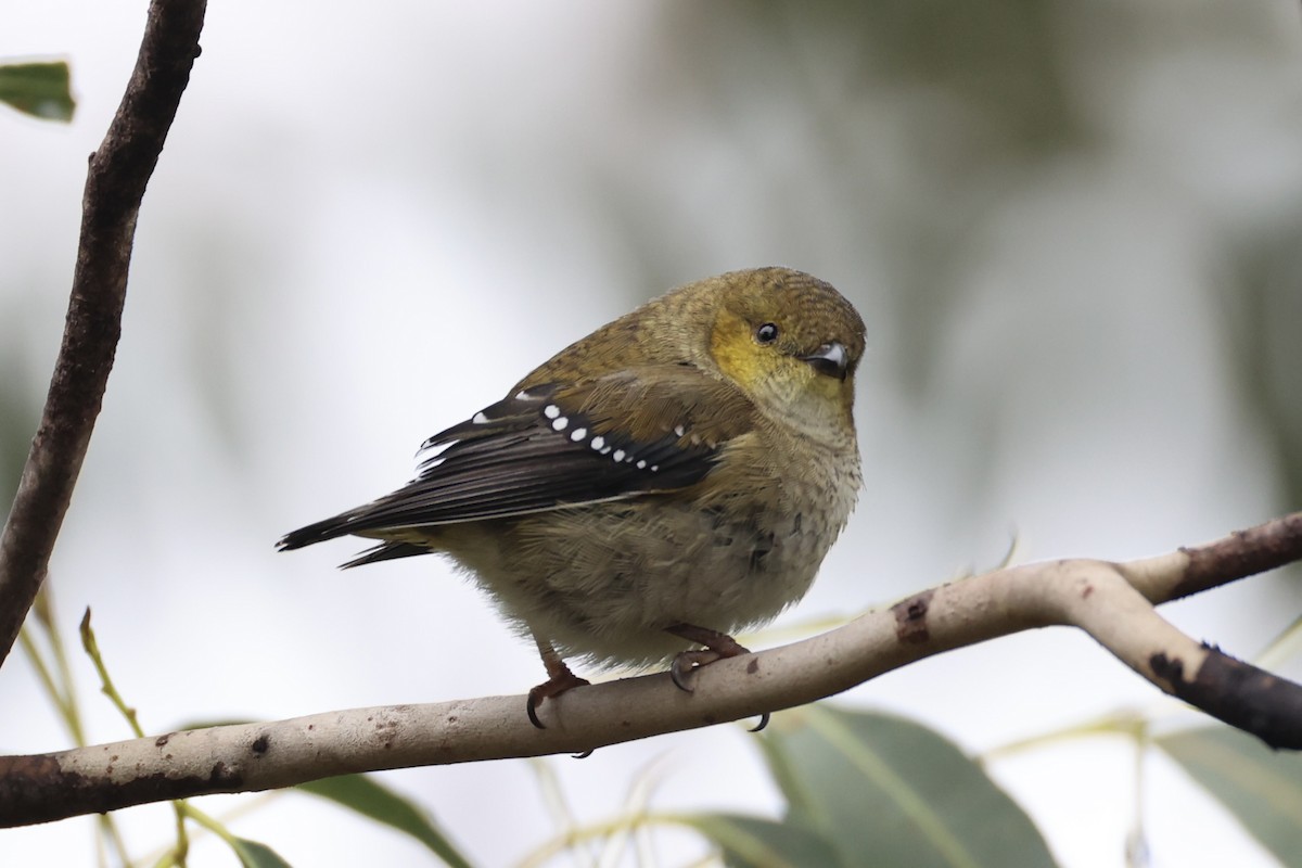 Forty-spotted Pardalote - ML637767006