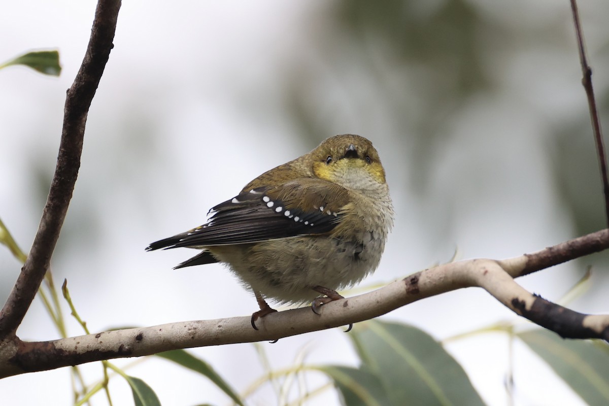 Forty-spotted Pardalote - ML637767007