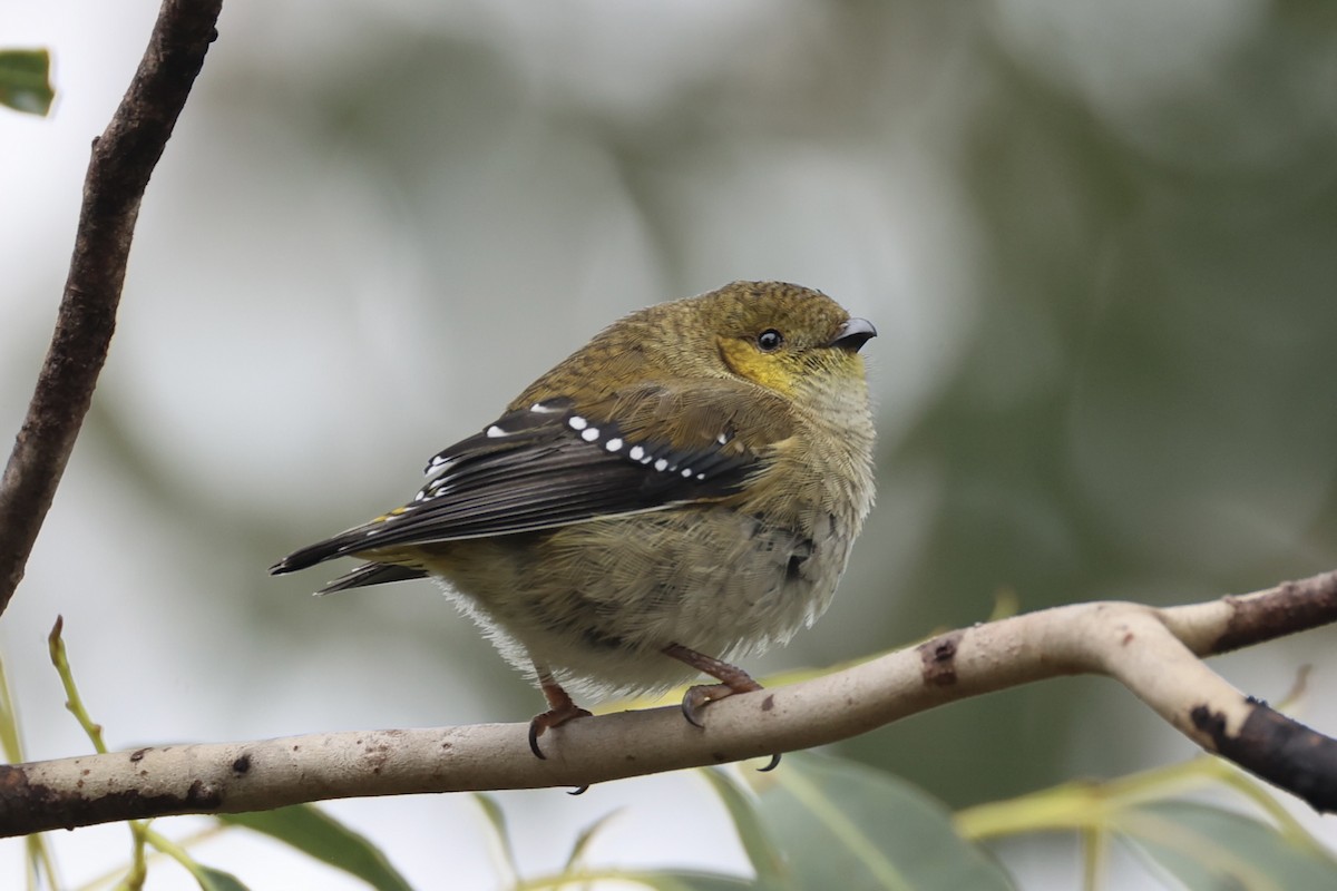 Forty-spotted Pardalote - ML637767008
