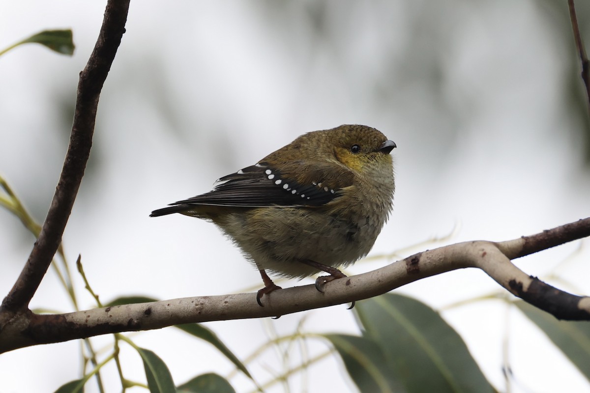 Forty-spotted Pardalote - ML637767009