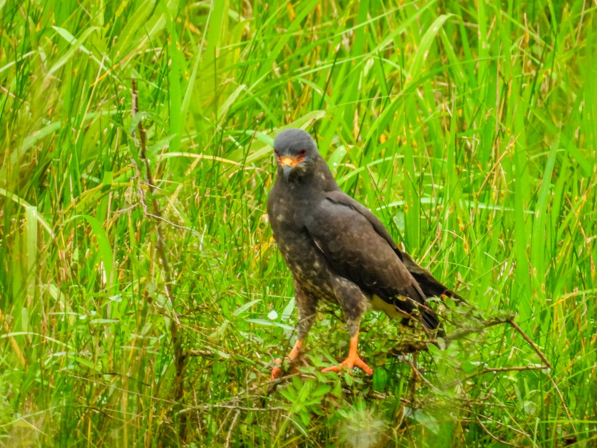 Snail Kite - ML637767099