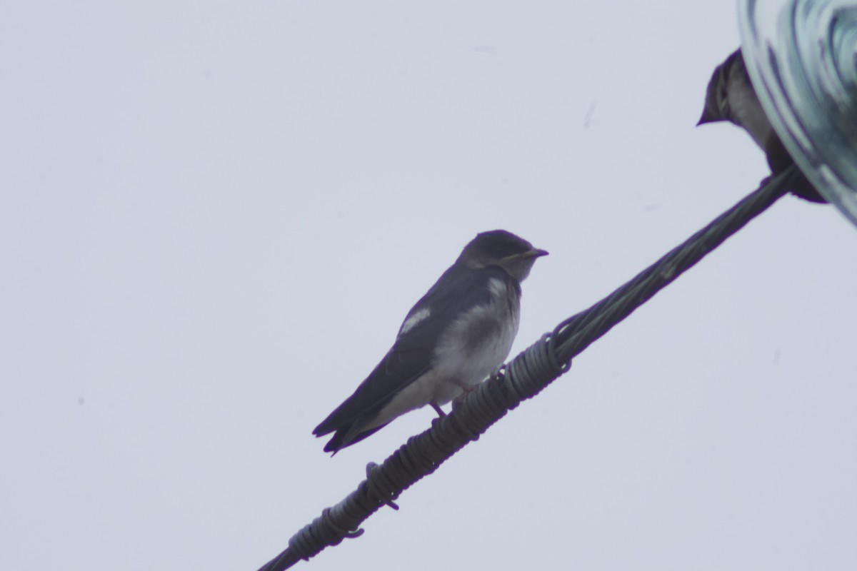 Gray-breasted Martin - ML637767101