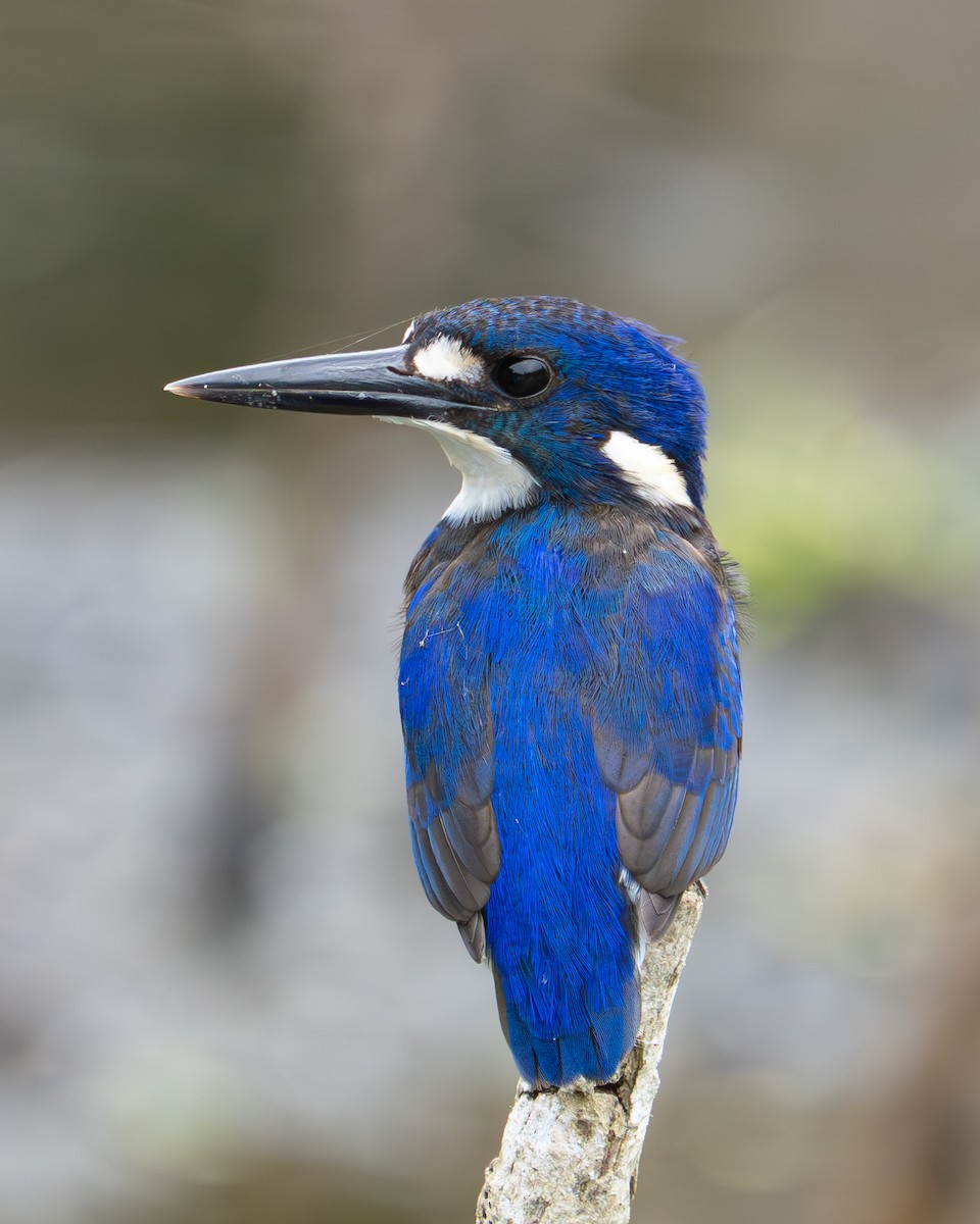 Little Kingfisher - ML637767114
