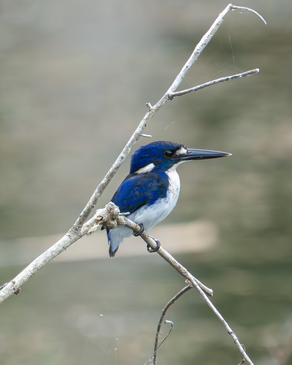 Little Kingfisher - ML637767115