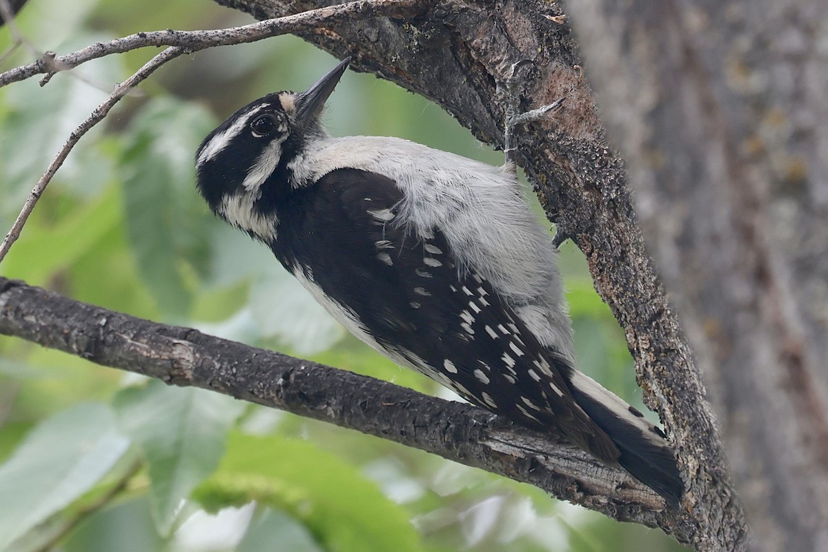 Downy Woodpecker - ML637767117