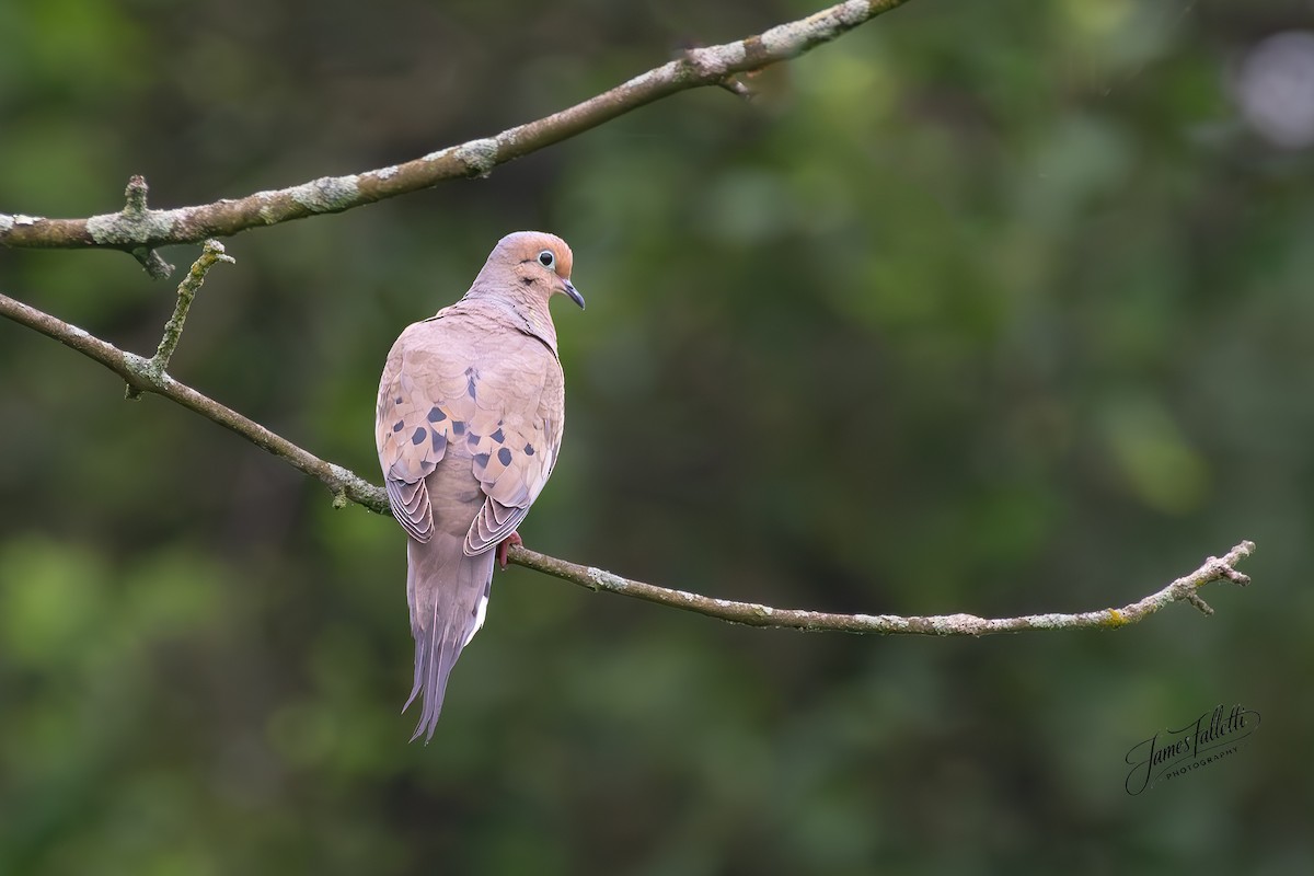 Mourning Dove - ML637767142