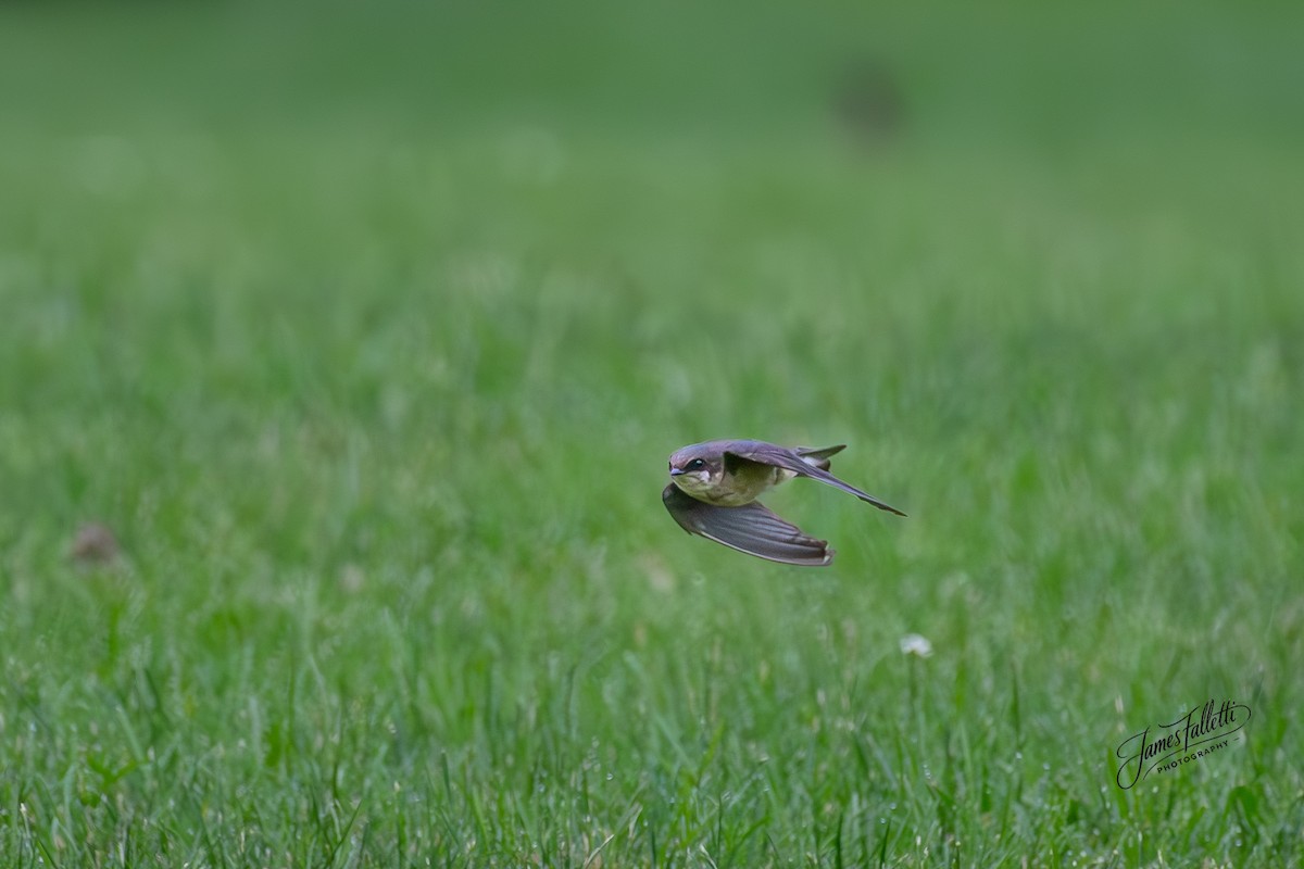 Barn Swallow - ML637767182