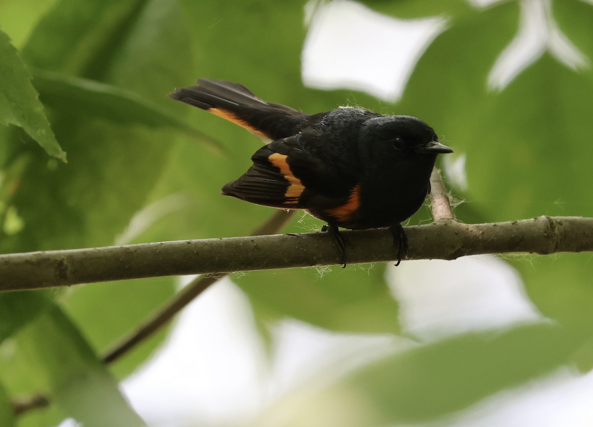 American Redstart - ML637767186
