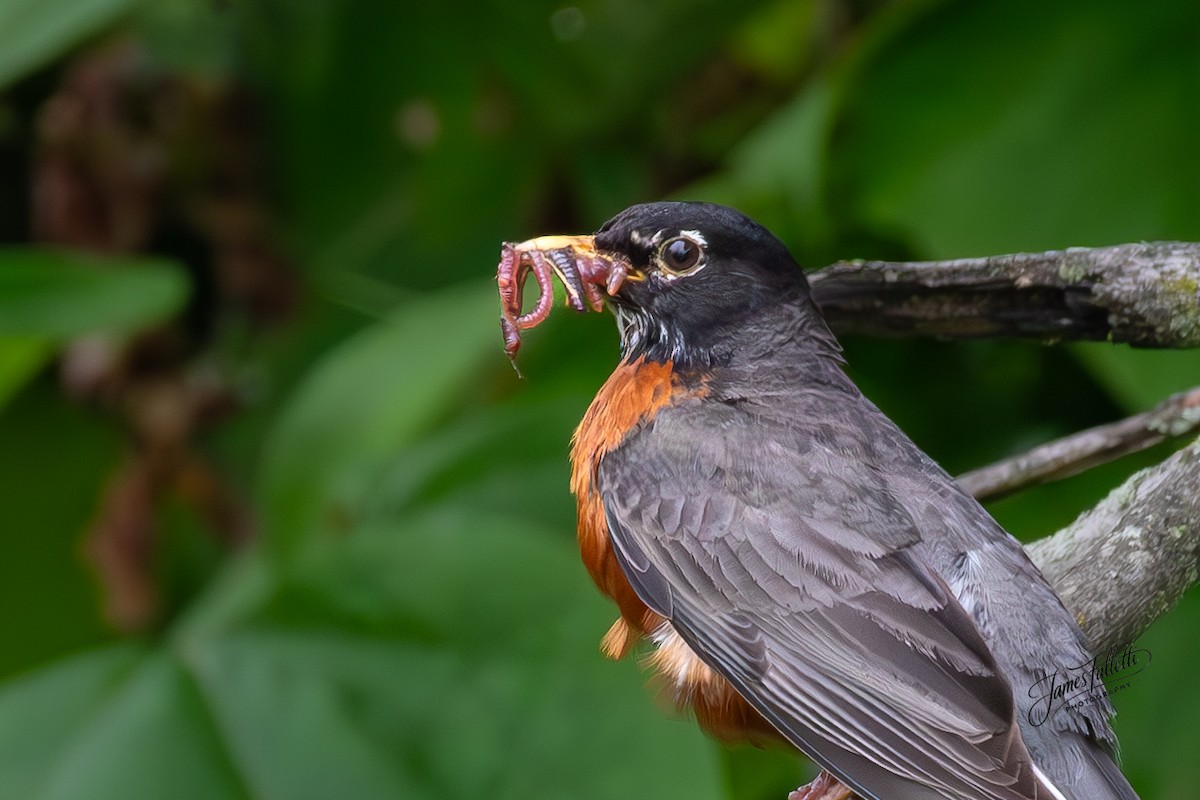 American Robin - ML637767201