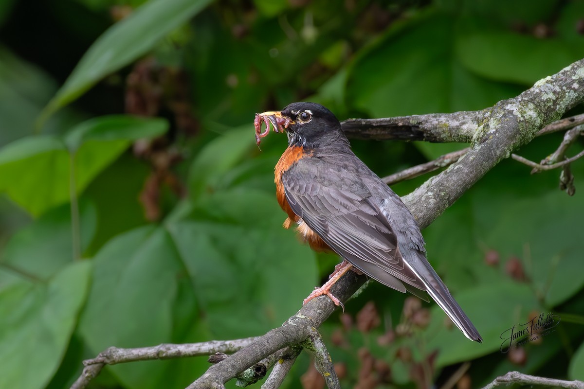 American Robin - ML637767202