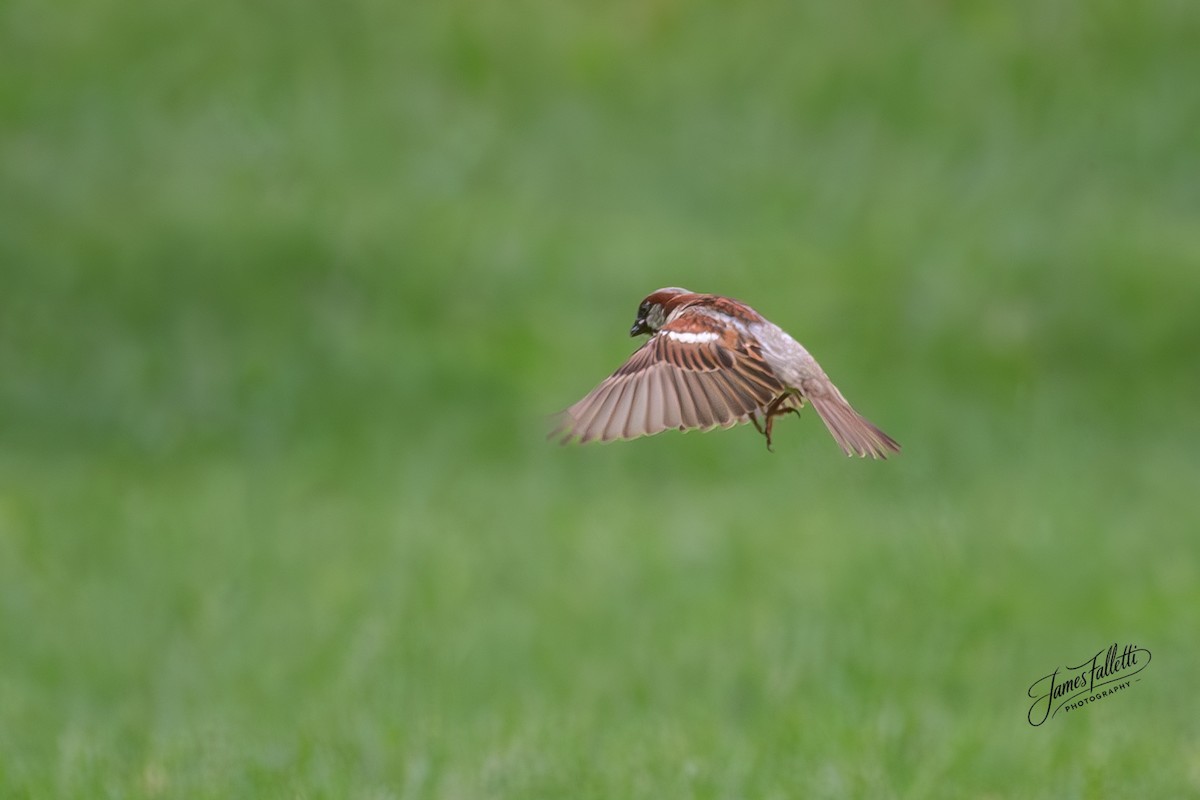 House Sparrow - ML637767212