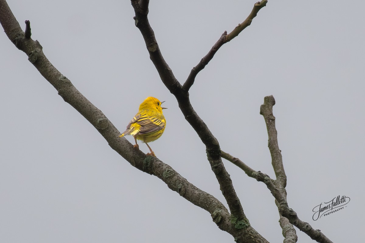 Yellow Warbler - ML637767223