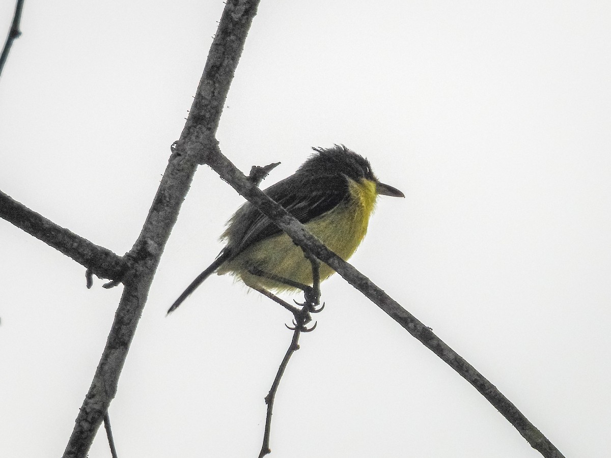 Common Tody-Flycatcher - ML637767231