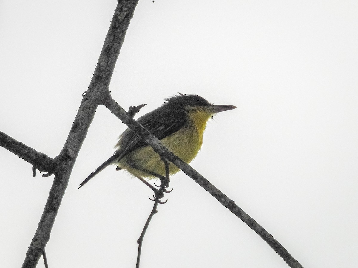 Common Tody-Flycatcher - ML637767232