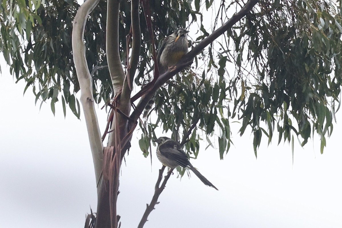 Yellow Wattlebird - ML637767234