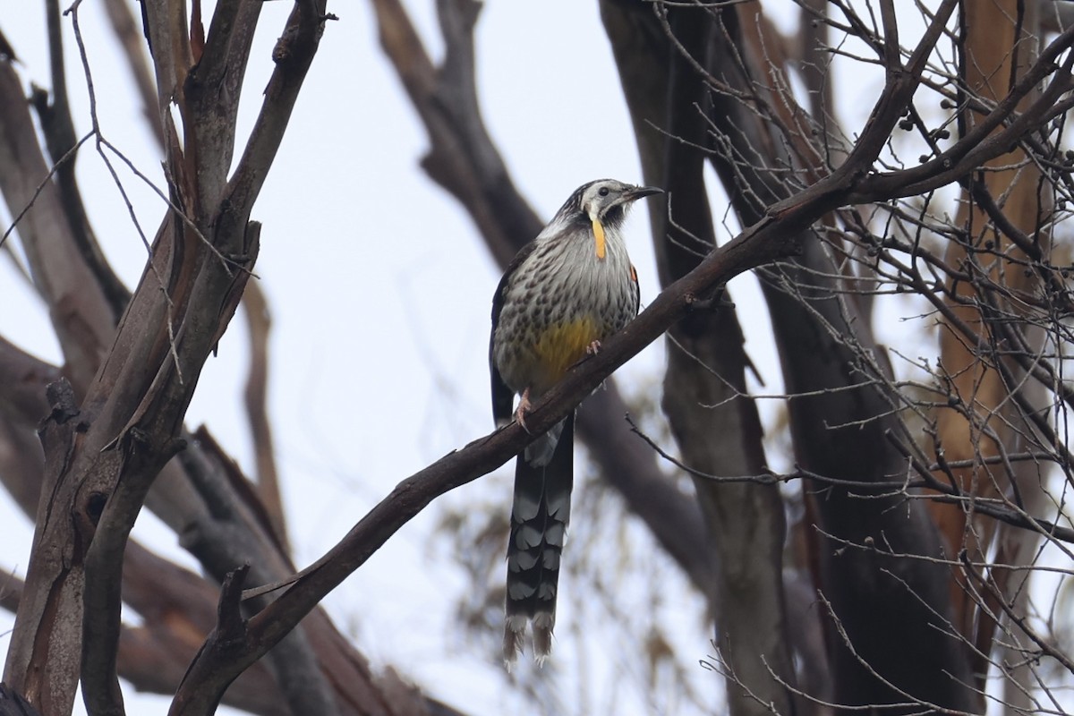 Yellow Wattlebird - ML637767240