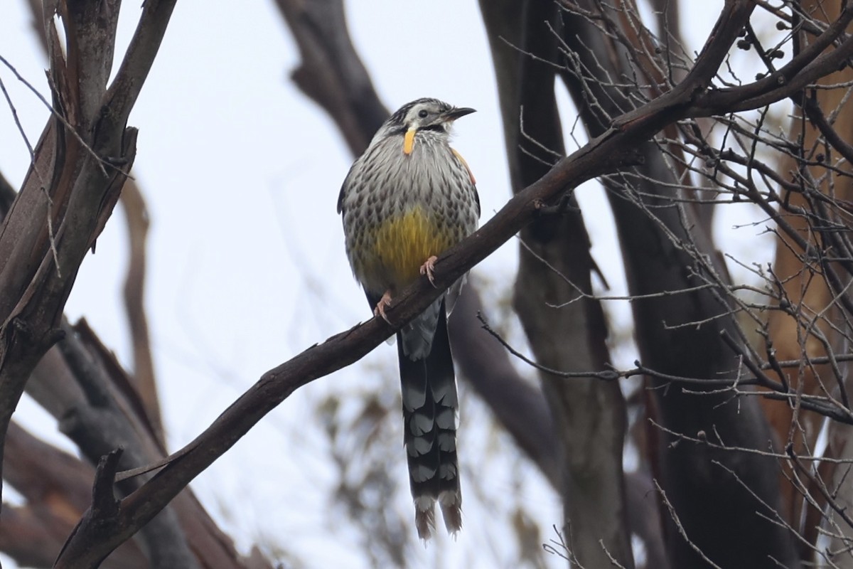 Yellow Wattlebird - ML637767242