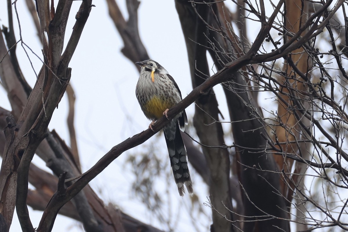 Yellow Wattlebird - ML637767243
