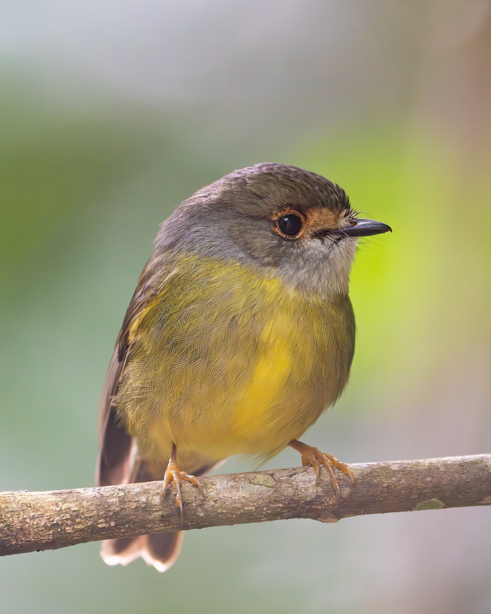 Pale-yellow Robin - ML637767260