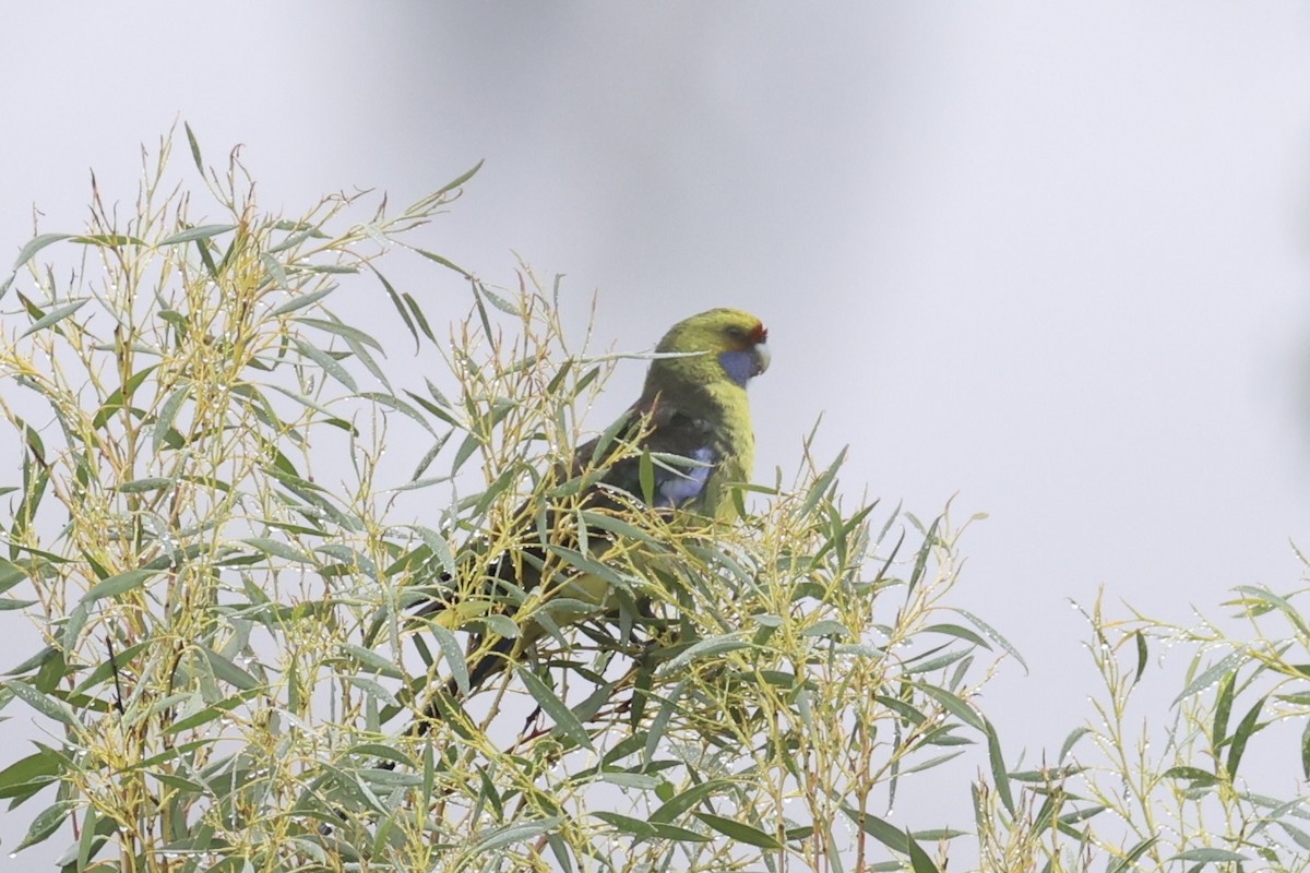 アカビタイキクサインコ - ML637767271