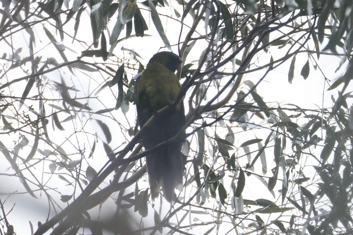 アカビタイキクサインコ - ML637767273