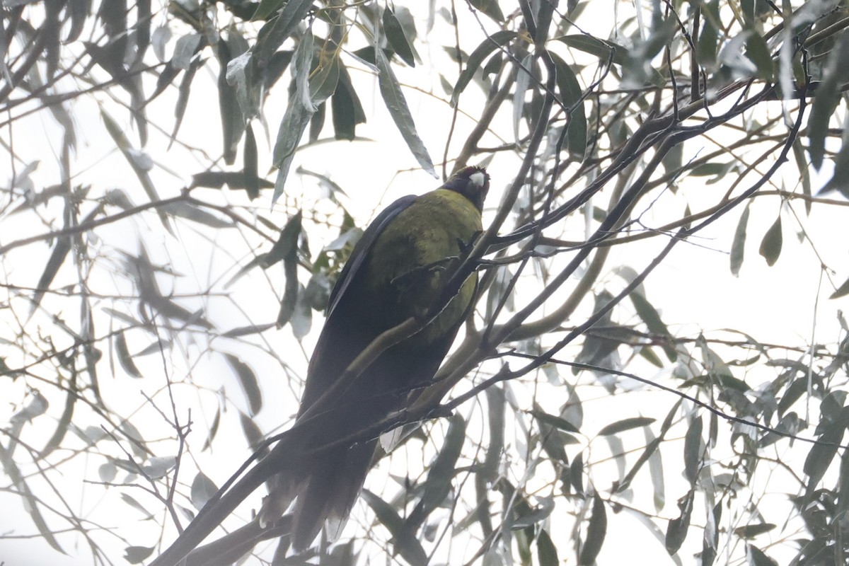 アカビタイキクサインコ - ML637767275