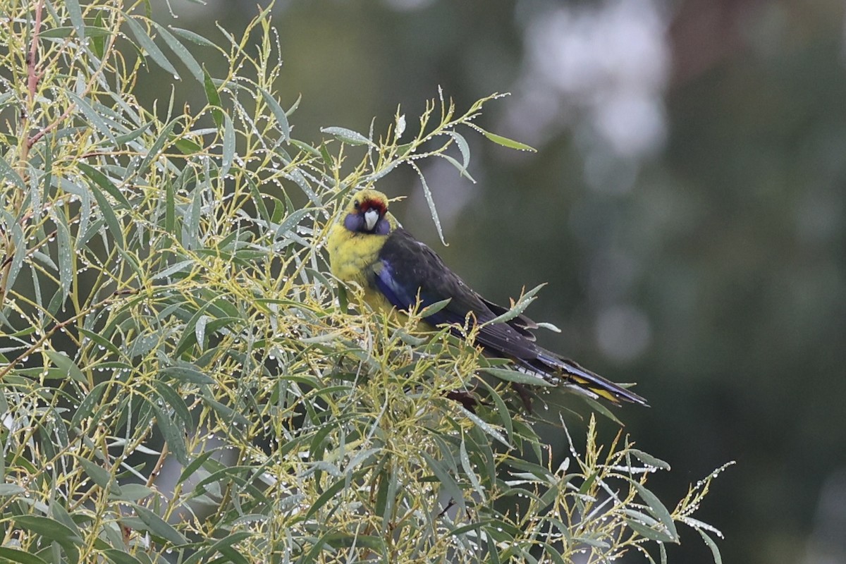 アカビタイキクサインコ - ML637767277
