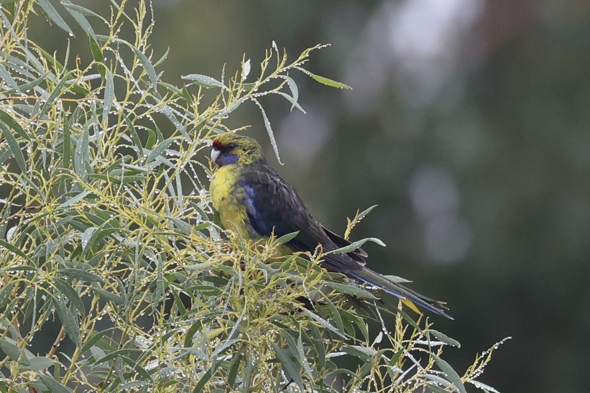 アカビタイキクサインコ - ML637767279