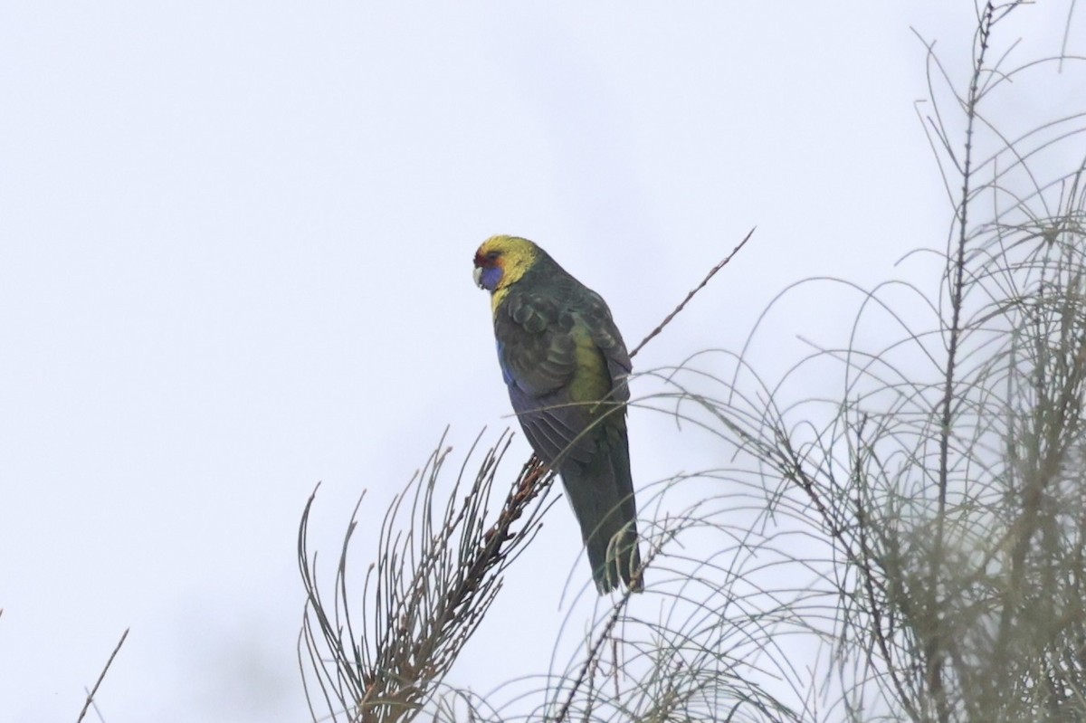 アカビタイキクサインコ - ML637767280