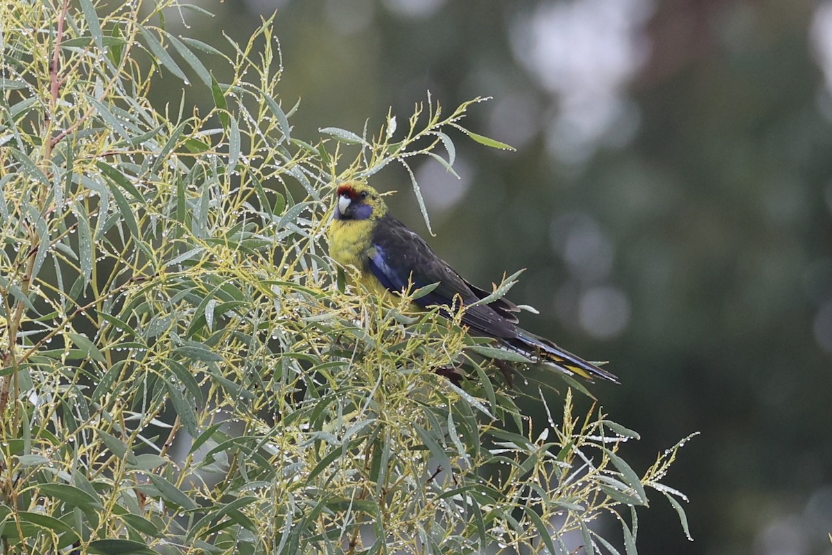 アカビタイキクサインコ - ML637767282