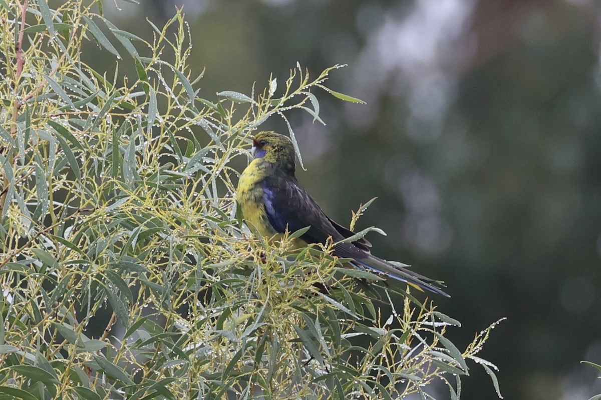 アカビタイキクサインコ - ML637767283