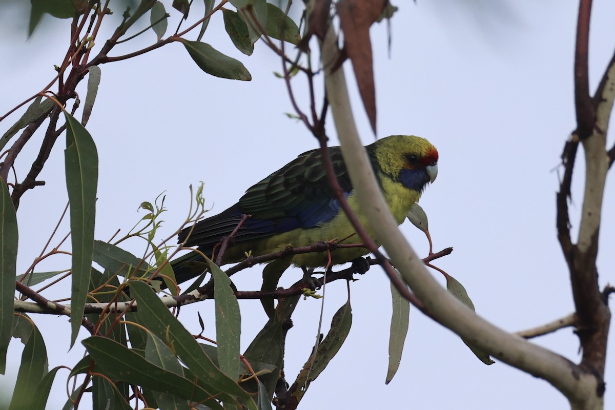 アカビタイキクサインコ - ML637767284