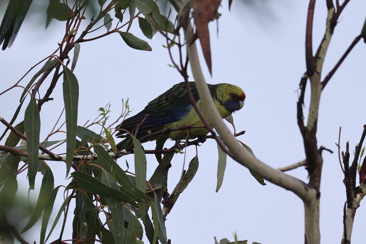 アカビタイキクサインコ - ML637767285