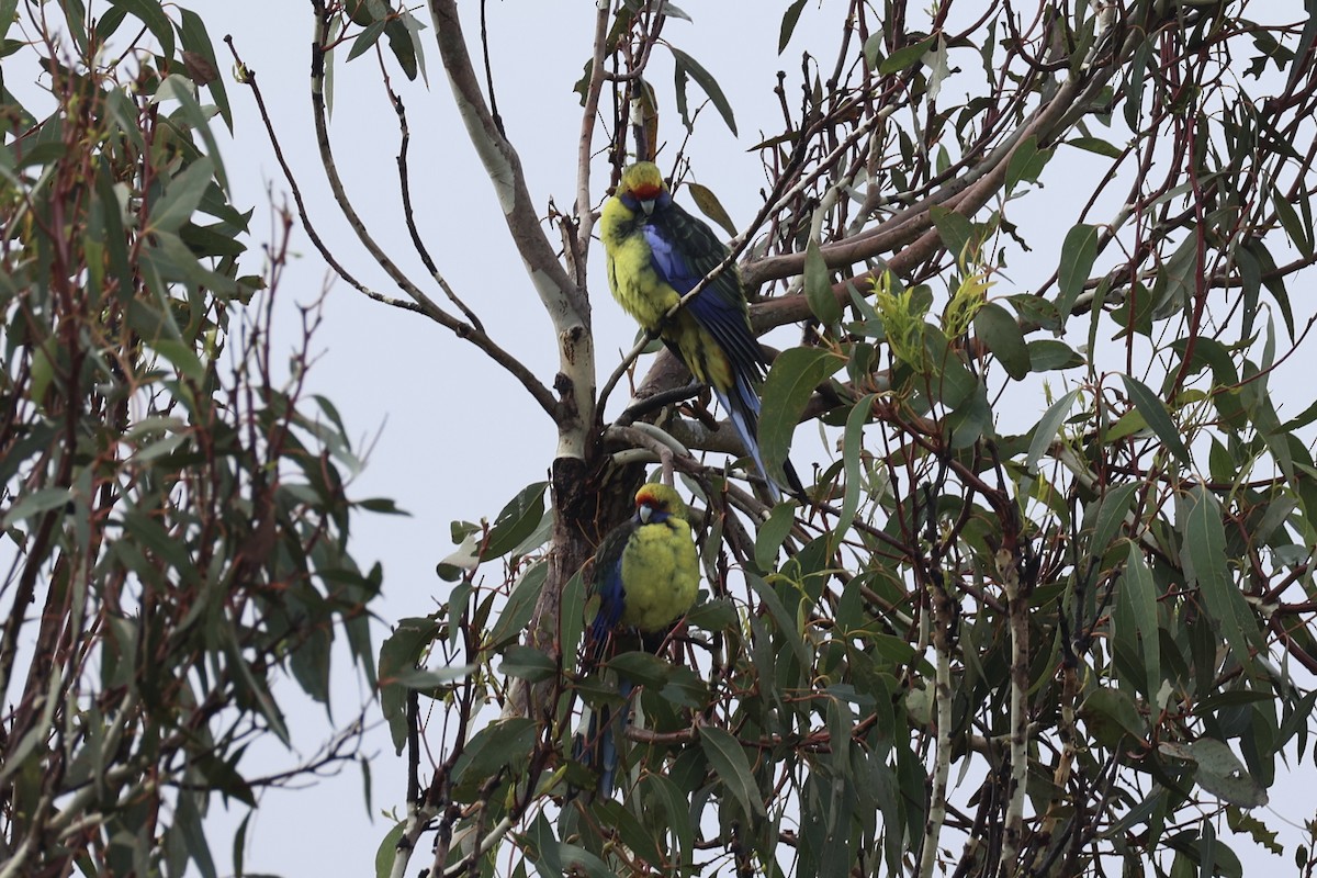 アカビタイキクサインコ - ML637767288