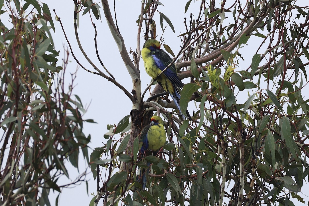 アカビタイキクサインコ - ML637767289