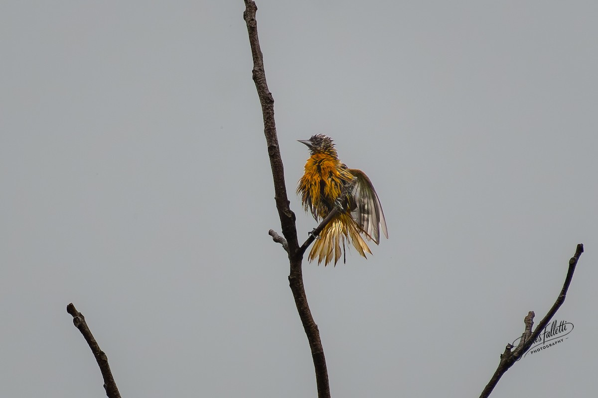 Baltimore Oriole - ML637767290