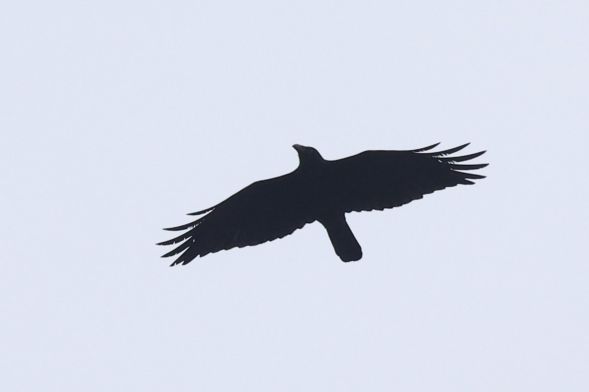 Forest Raven - ML637767298