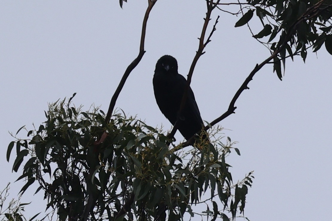 Forest Raven - ML637767299