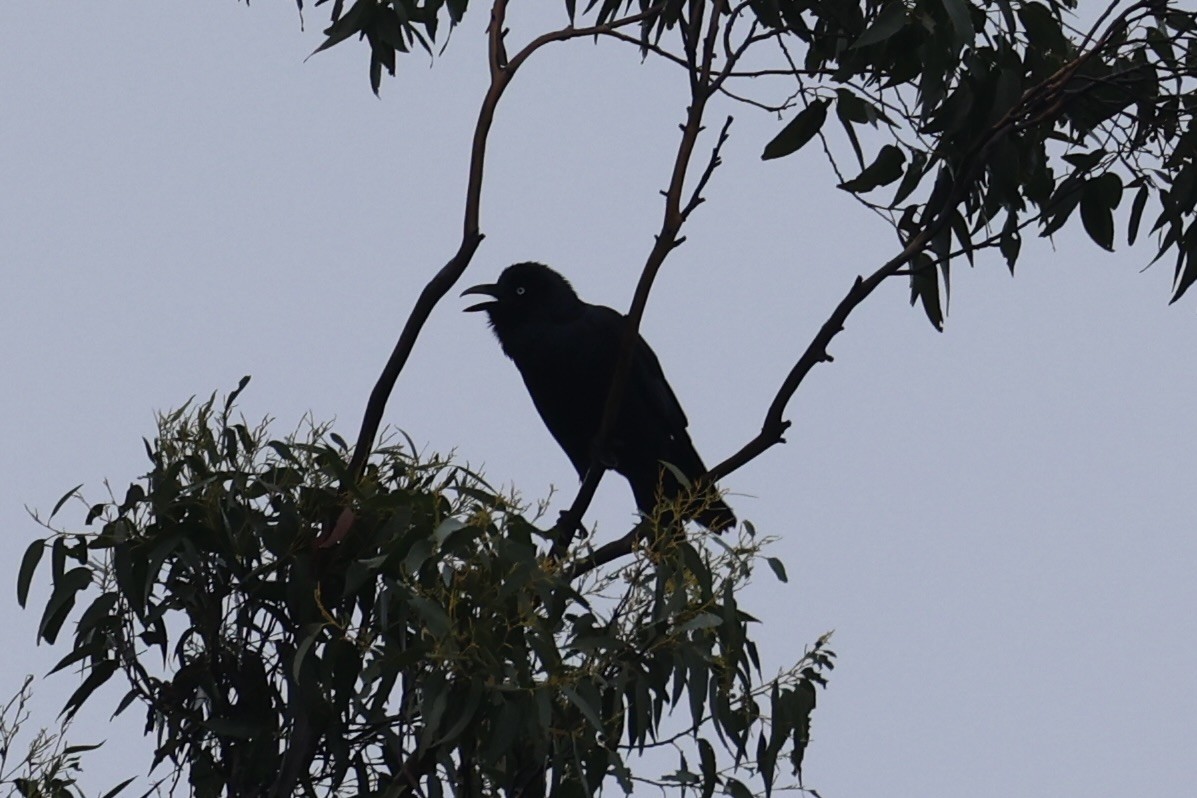 Forest Raven - ML637767300