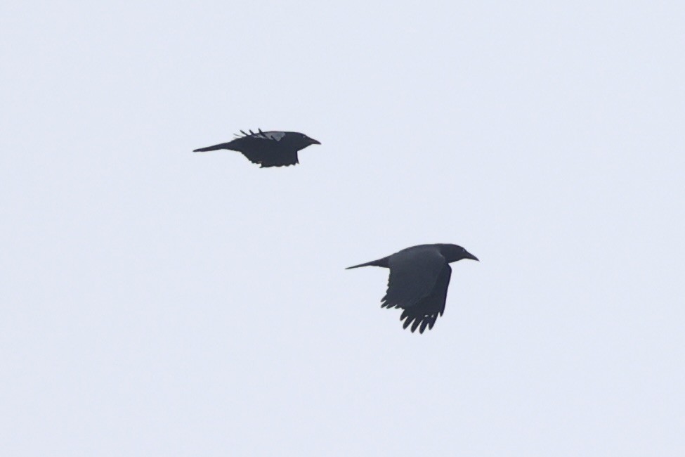 Forest Raven - ML637767301