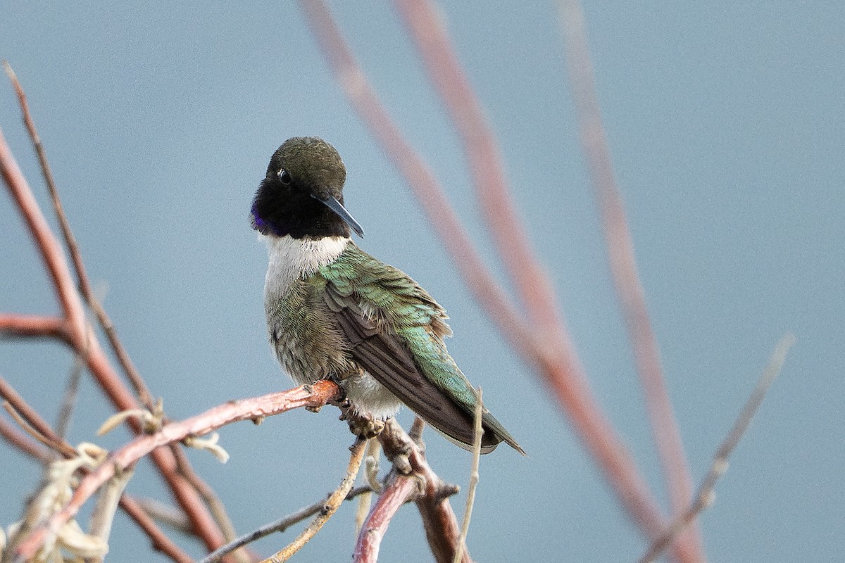 Black-chinned Hummingbird - ML637767305