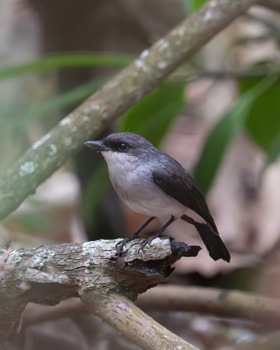 Mangrove Robin - ML637767306